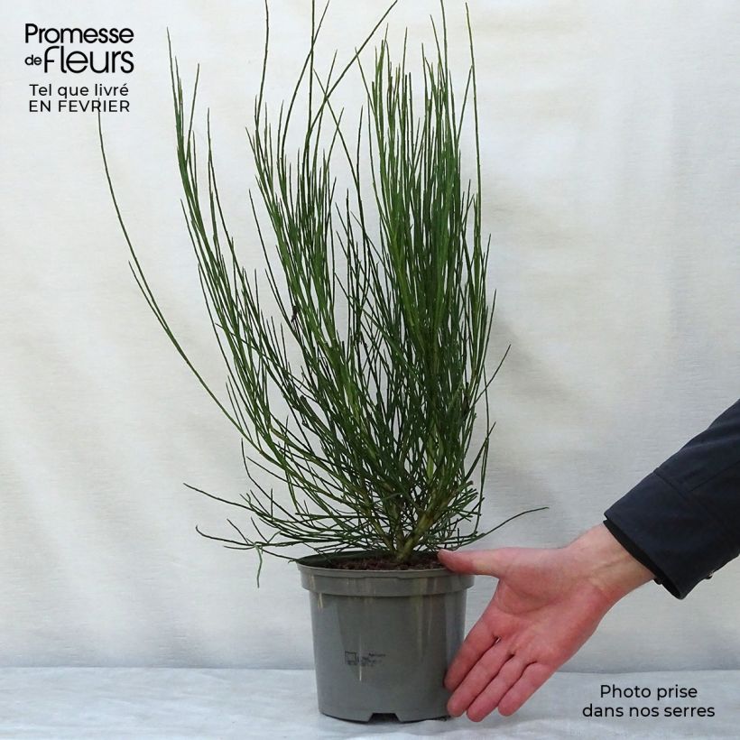 Spécimen de Genêt - Cytisus Golden Sunlight Pot de 2L/3L tel que livré en hiver