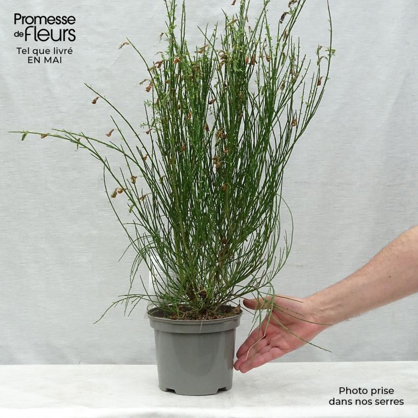 Spécimen de Genêt - Cytisus Golden Sunlight Pot de 2L/3L tel que livré au printemps