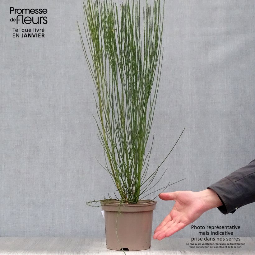 Spécimen de Genêt à balais - Cytisus scoparius Burkwoodii Pot de 2L/3L tel que livré en hiver