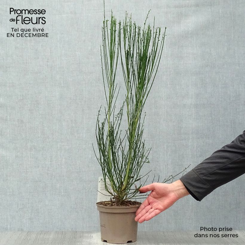 Spécimen de Genêt à balais - Cytisus scoparius Goldfinch Pot de 2L/3L tel que livré en hiver