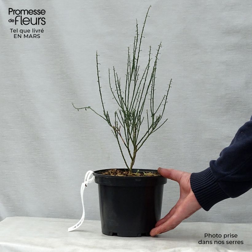 Spécimen de Genêt à balais - Cytisus scoparius La Coquette Pot de 2L/3L tel que livré au printemps
