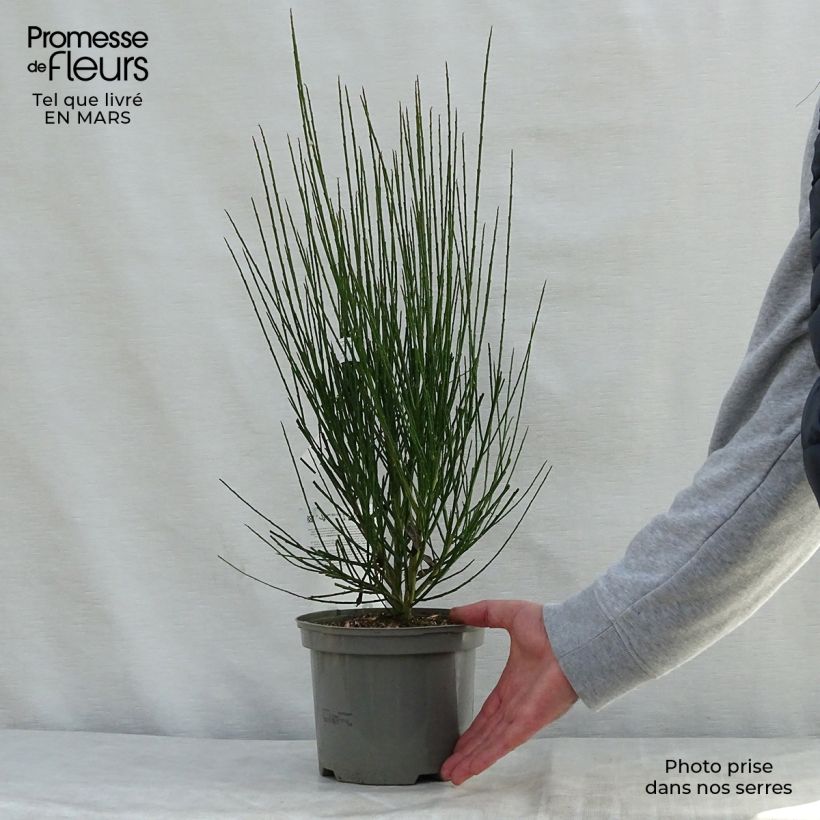 Spécimen de Genêt à balais - Cytisus scoparius Lena Pot de 2L/3L tel que livré au printemps