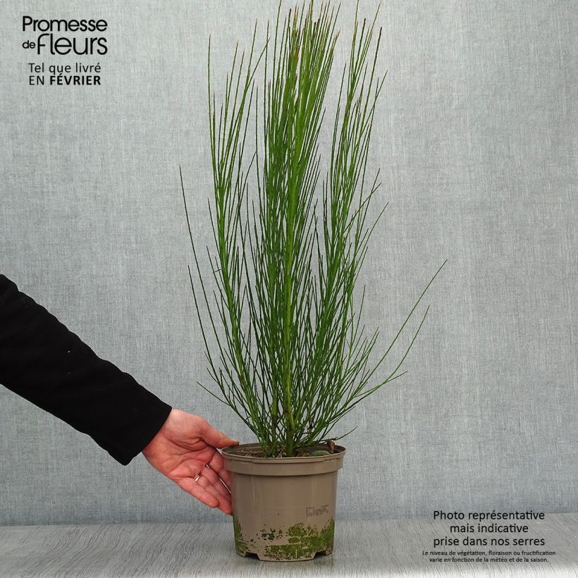 Spécimen de Genêt à balais - Cytisus scoparius Lena Pot de 2L/3L tel que livré en hiver