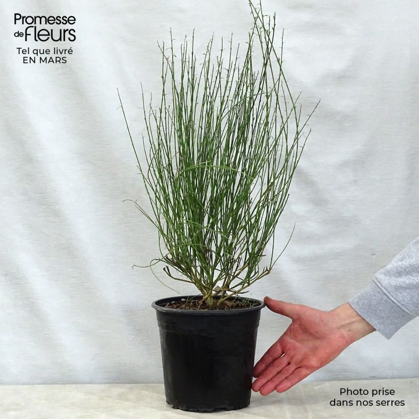 Amostra de Cytisus scoparius Moyclare Pink Vaso de 4 L/5 L tal como entregue na primavera