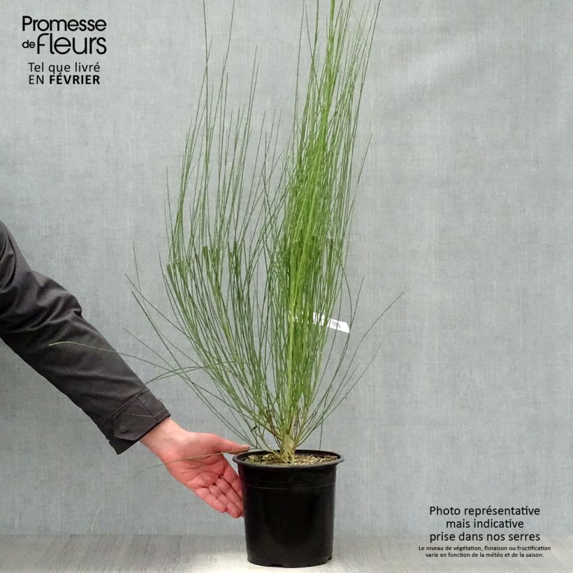 Spécimen de Genêt à balais - Cytisus scoparius Moyclare Pink Pot de 4L/5L tel que livré en hiver