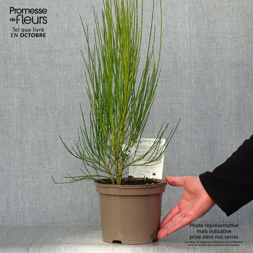 Spécimen de Genêt à balais - Cytisus scoparius Roter Favorit Pot de 2L/3L tel que livré en automne