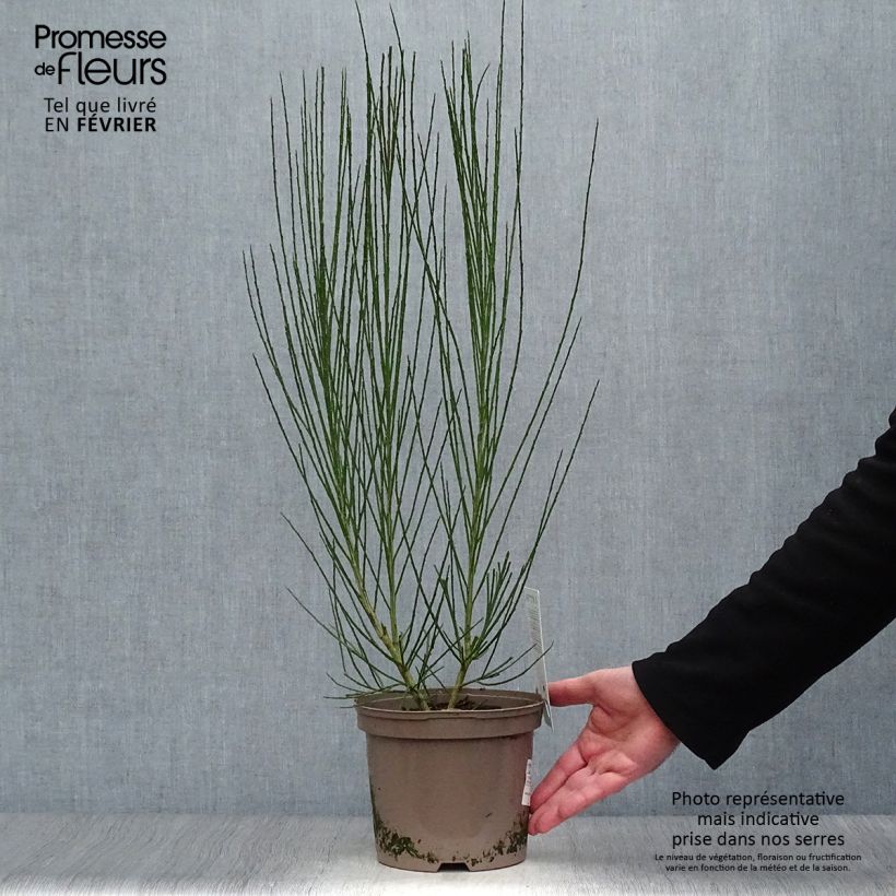 Spécimen de Genêt à balais - Cytisus scoparius Roter Favorit Pot de 2L/3L tel que livré en hiver