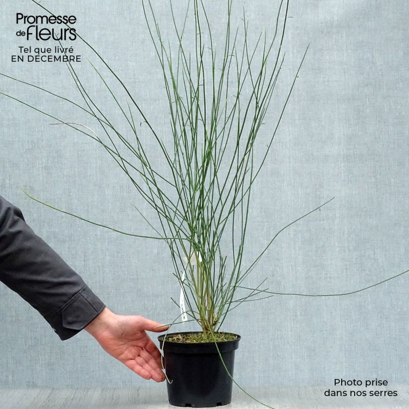 Spécimen de Genêt d'Espagne - Spartium junceum Pot de 2L/3L tel que livré en hiver