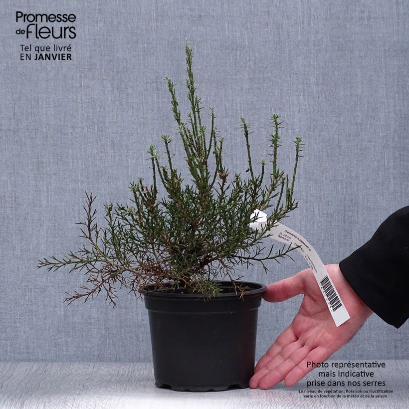 Spécimen de Genêt d'Espagne - Genista hispanica Pot de 2L/3L tel que livré en hiver
