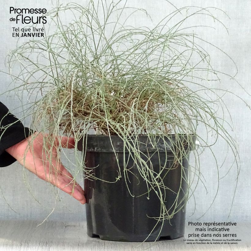 Spécimen de Genêt de Lydie - Genista lydia Pot de 7,5L/10L tel que livré en hiver
