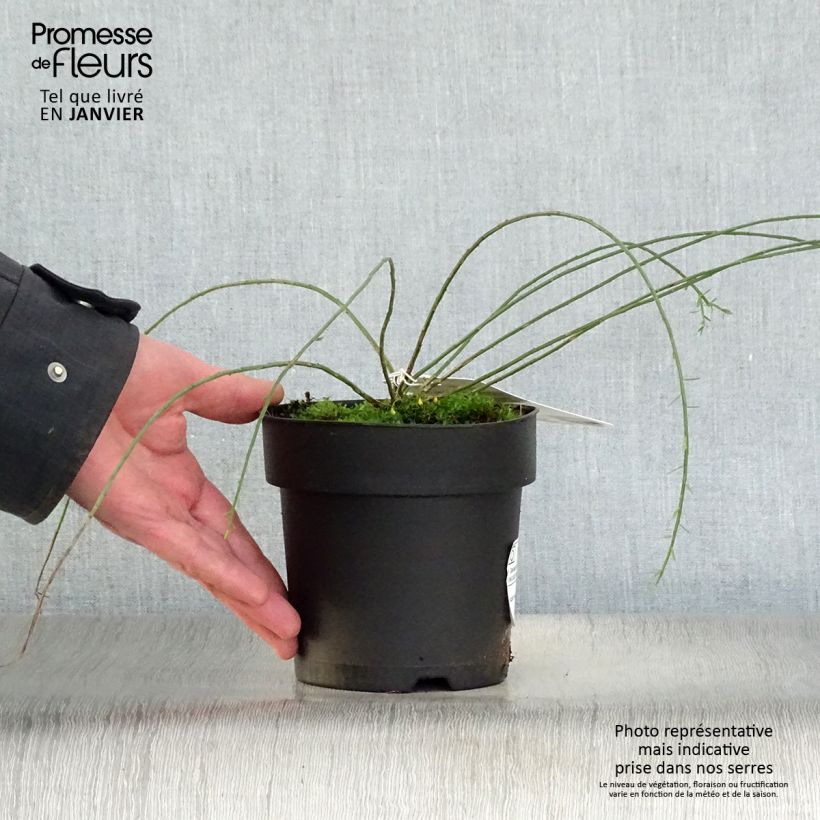 Spécimen de Genêt de Lydie - Genista lydia Pot de 1L/1,5L tel que livré en hiver