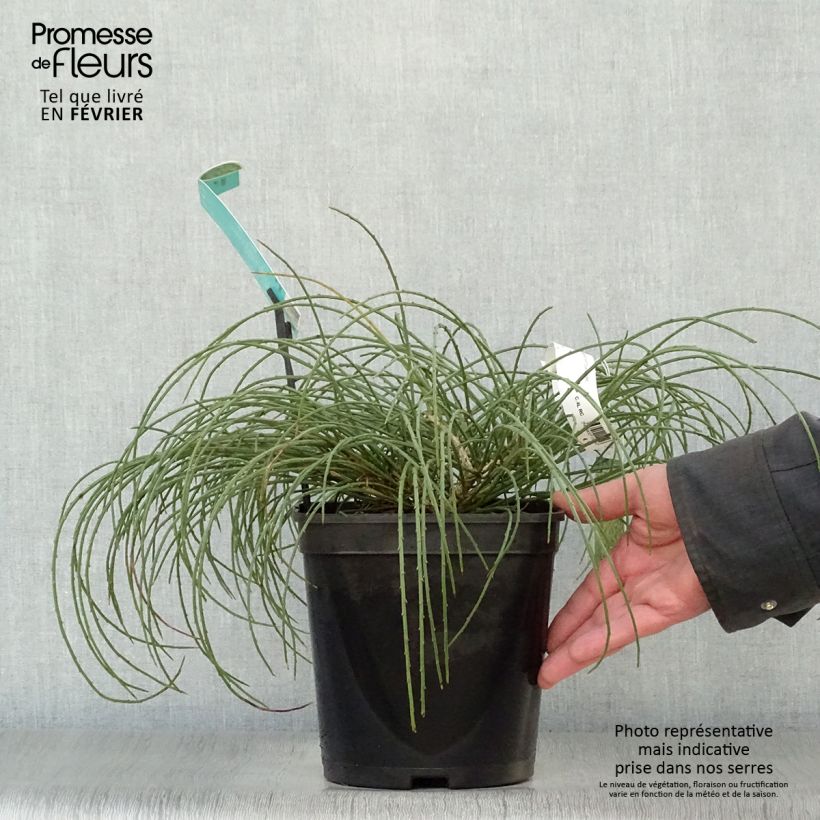 Spécimen de Genêt de Lydie - Genista lydia Pot de 3L/4L tel que livré en hiver