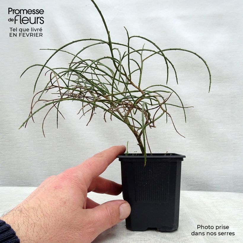 Spécimen de Genêt de Lydie - Genista lydia Godet de 8/9 cm tel que livré en hiver