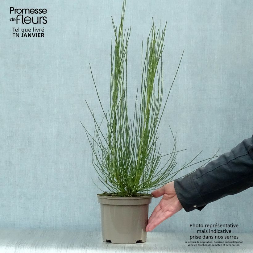 Spécimen de Genêt précoce - Cytisus praecox Allgold Pot de 2L/3L tel que livré en hiver