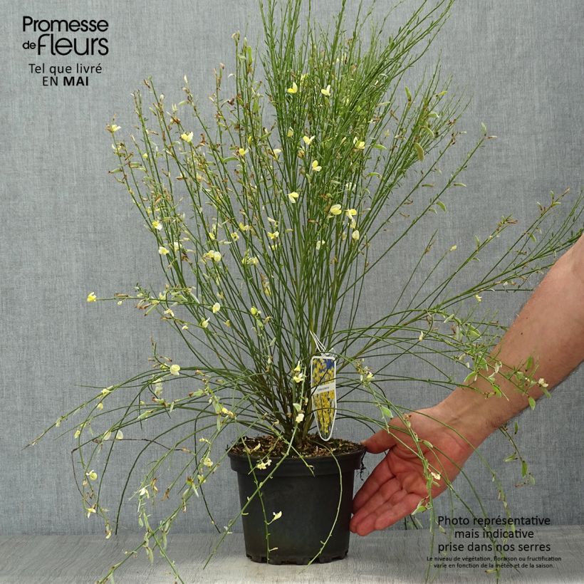 Cytisus praecox - Citiso Vaso da 2L/3L esemplare consegnato in primavera
