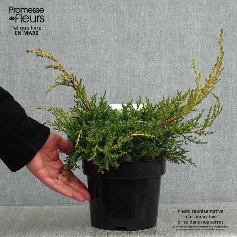 Spécimen de Genévrier - Juniperus pfitzeriana Goldkissen Pot de 2L/3L tel que livré en hiver