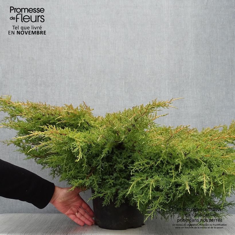 Spécimen de Genévrier - Juniperus pfitzeriana Goldkissen Pot de 7,5L/10L tel que livré en automne