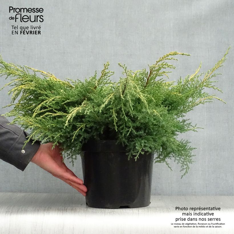 Spécimen de Genévrier - Juniperus pfitzeriana Goldkissen Pot de 7,5L/10L tel que livré en hiver