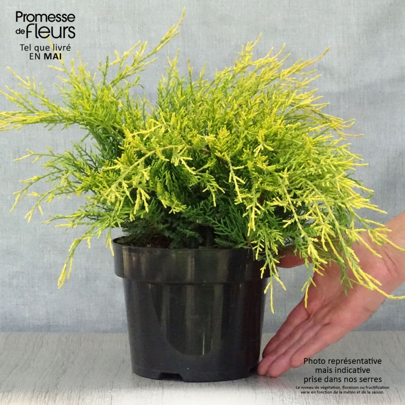 Spécimen de Genévrier - Juniperus pfitzeriana Old Gold                Pot de 2L/3L tel que livré au printemps