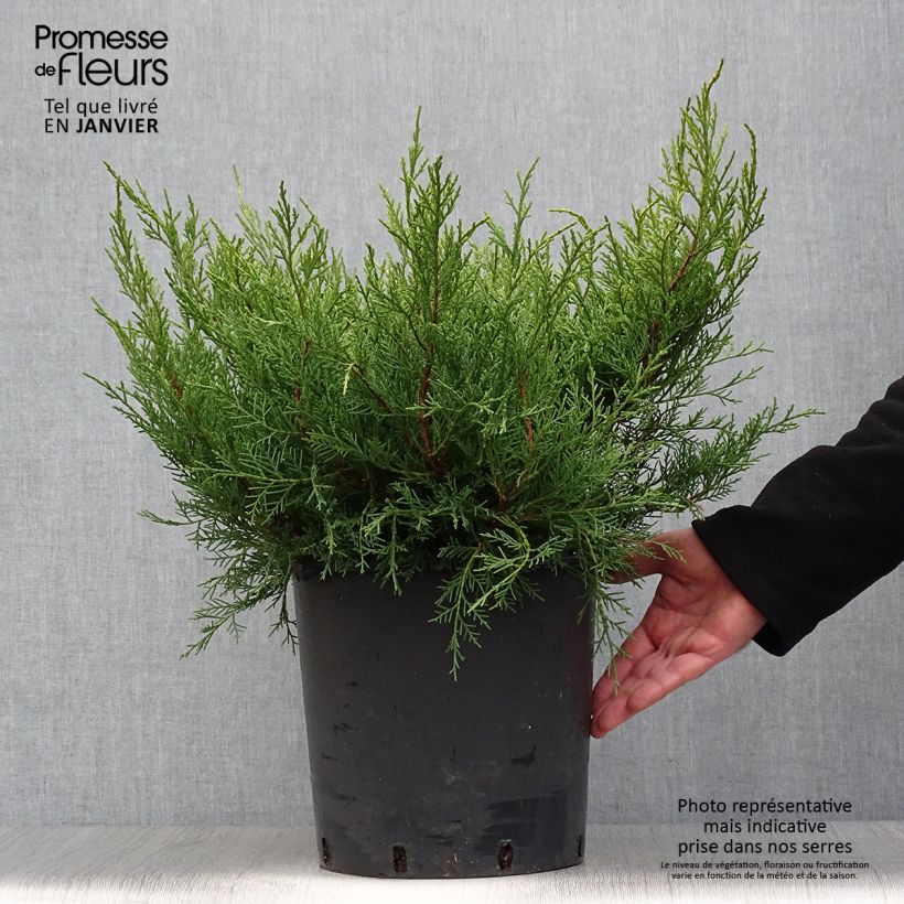 Spécimen de Genévrier - Juniperus pfitzeriana Old Gold                Pot de 7,5L/10L tel que livré en hiver