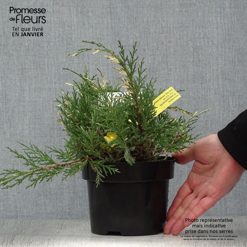 Spécimen de Genévrier - Juniperus pfitzeriana White Splash Pot de 2L/3L tel que livré en hiver