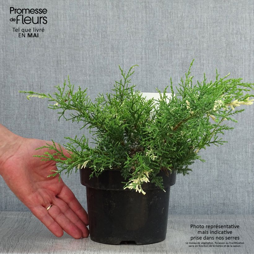 Spécimen de Genévrier - Juniperus pfitzeriana White Splash Pot de 2L/3L tel que livré au printemps