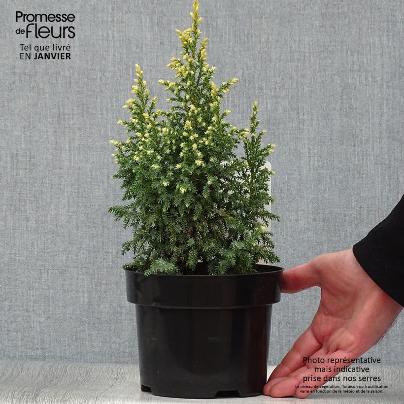 Spécimen de Genévrier - Juniperus pingii Hulsdonk Yellow Pot de 2L/3L tel que livré en hiver
