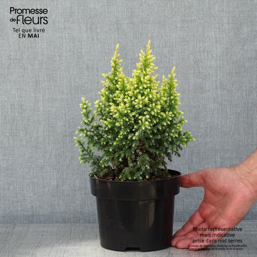 Spécimen de Genévrier - Juniperus pingii Hulsdonk Yellow Pot de 2L/3L tel que livré au printemps