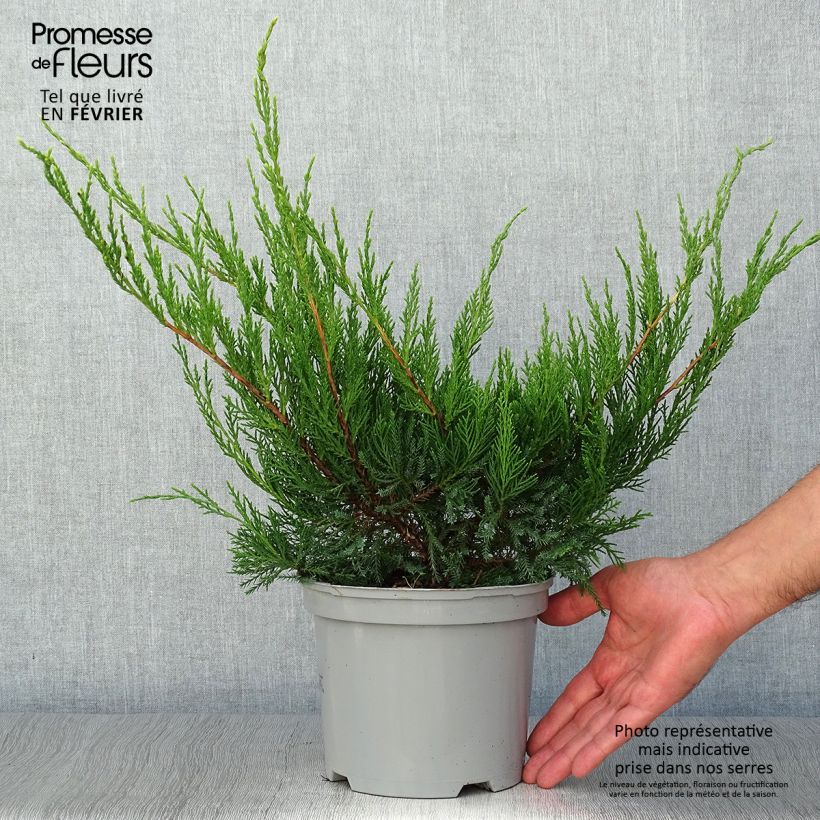 Spécimen de Genévrier - Juniperus x media Mint Julep Pot de 2L/3L tel que livré en automne