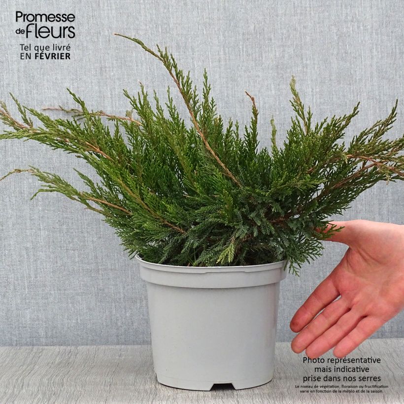 Spécimen de Genévrier - Juniperus x media Mint Julep Pot de 2L/3L tel que livré en hiver