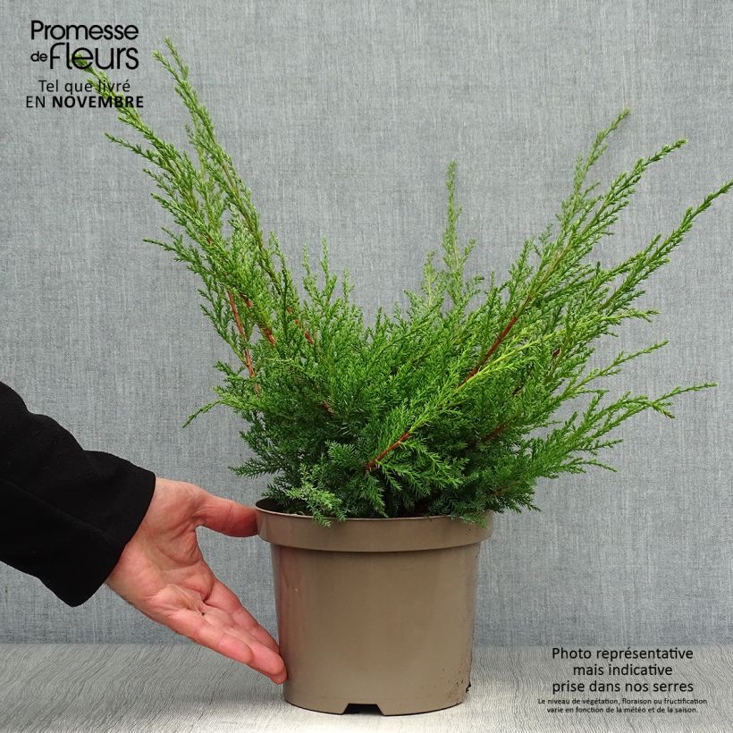 Spécimen de Genévrier - Juniperus x media Pfitzeriana Aurea Pot de 2L/3L tel que livré en automne