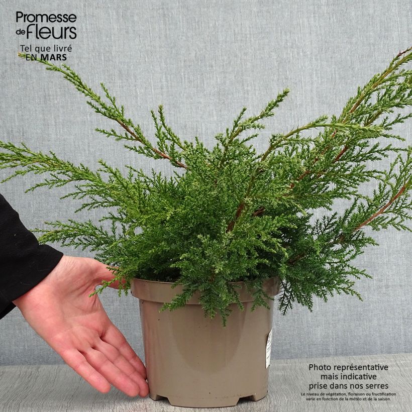 Spécimen de Genévrier - Juniperus x media Pfitzeriana Aurea Pot de 2L/3L tel que livré en hiver