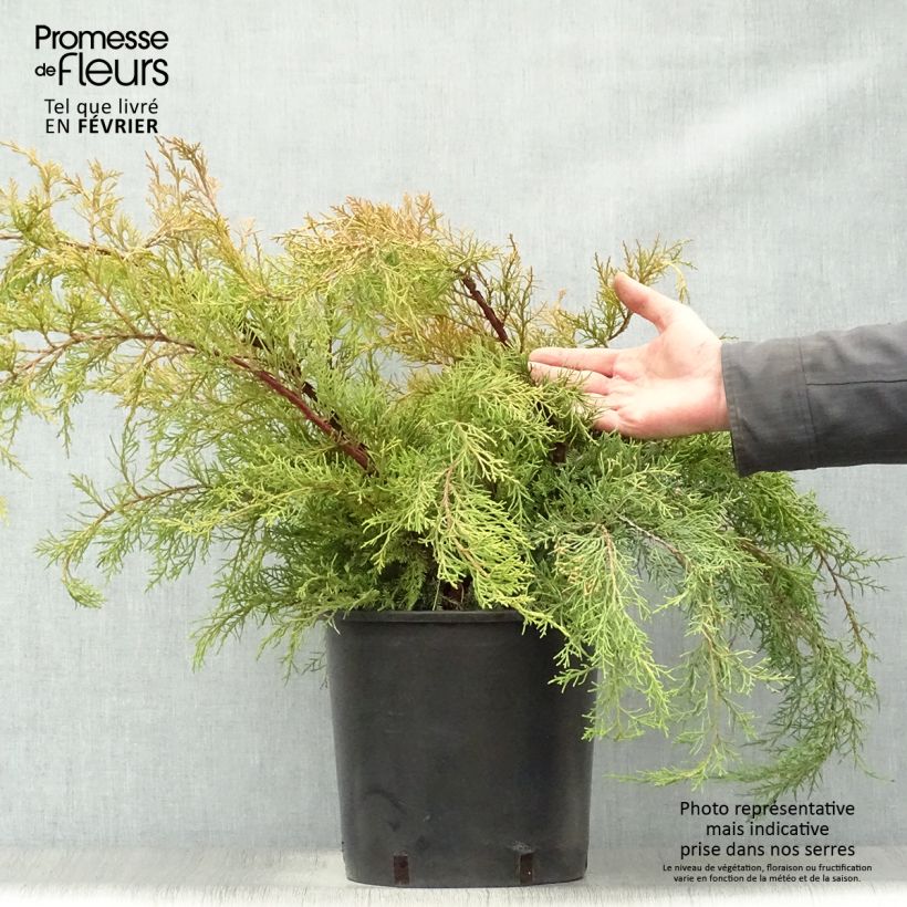 Spécimen de Genévrier - Juniperus x media Pfitzeriana Aurea Pot de 7,5L/10L tel que livré en hiver