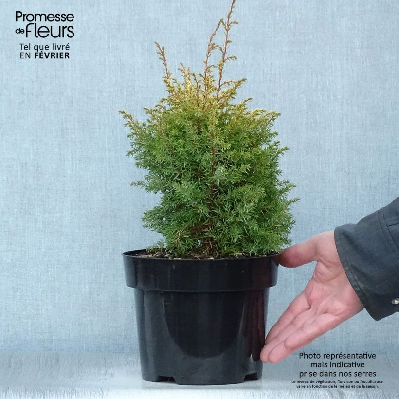 Spécimen de Genévrier commun - Juniperus communis Gold Cone                Pot de 2L/3L tel que livré en hiver
