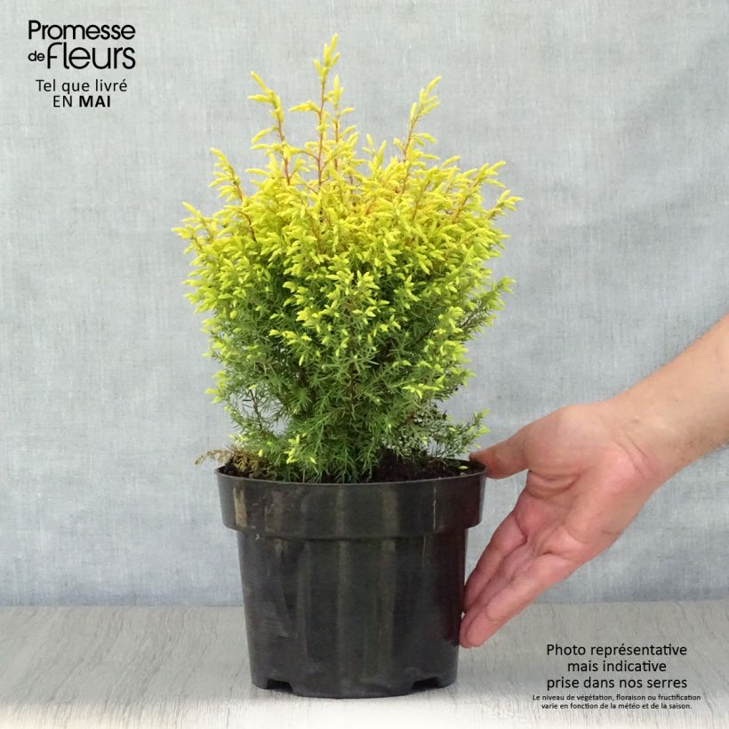 Spécimen de Genévrier commun - Juniperus communis Gold Cone                Pot de 2L/3L tel que livré au printemps