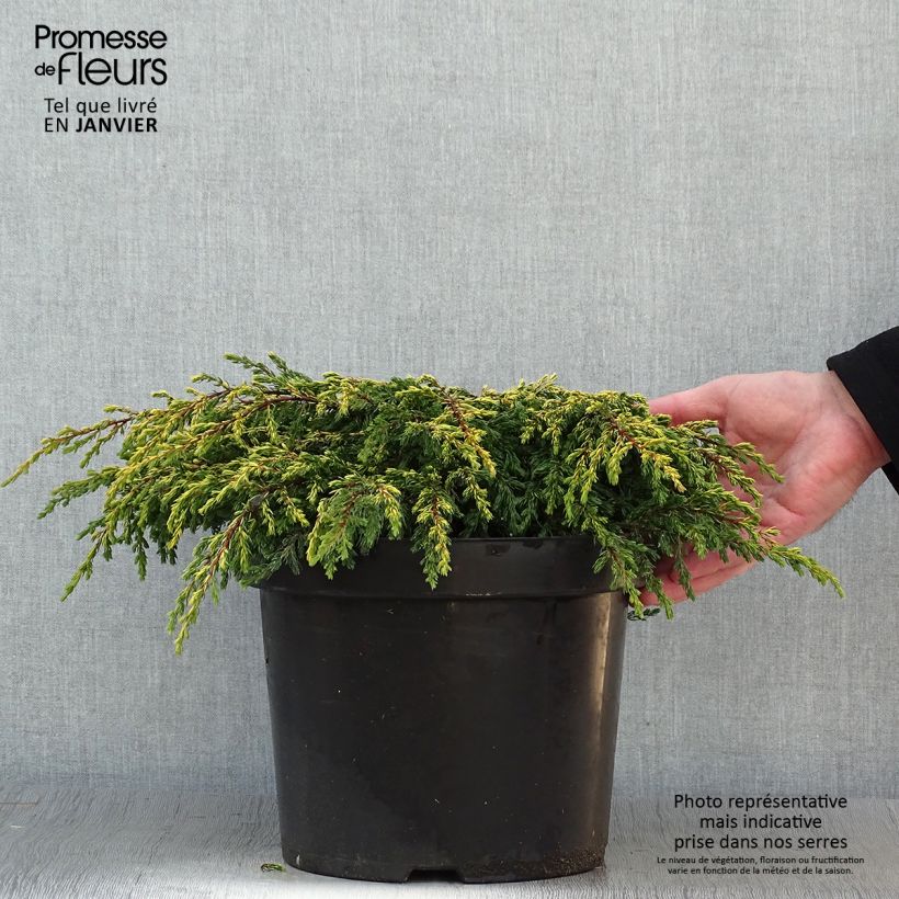 Spécimen de Genévrier commun - Juniperus communis Goldschatz Pot de 7,5L/10L tel que livré en hiver