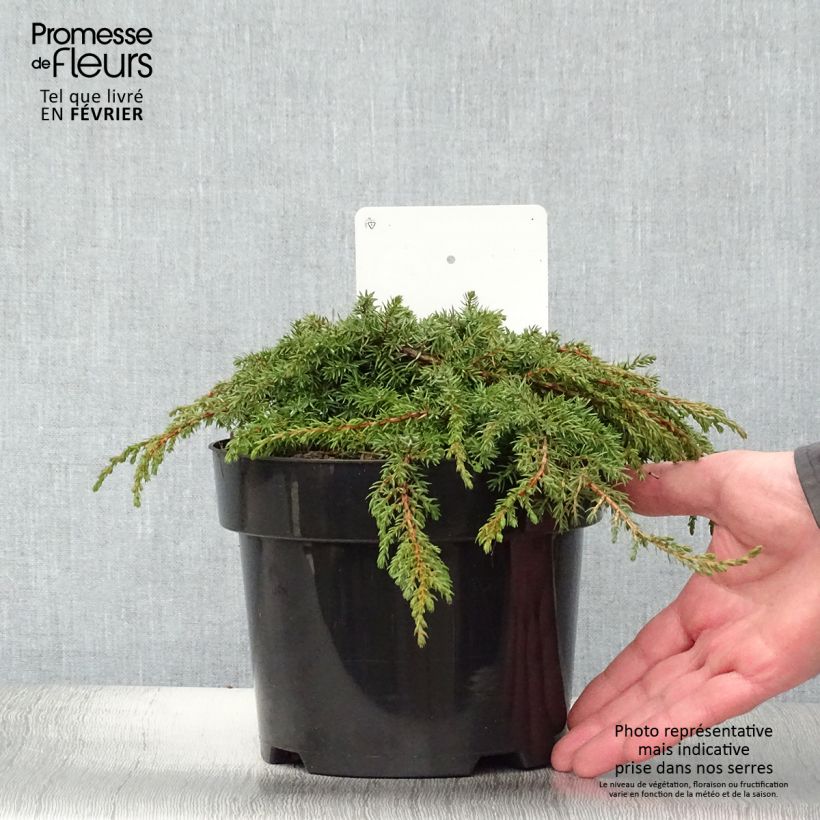Spécimen de Genévrier commun - Juniperus communis Green Carpet    Pot de 2L/3L tel que livré en hiver