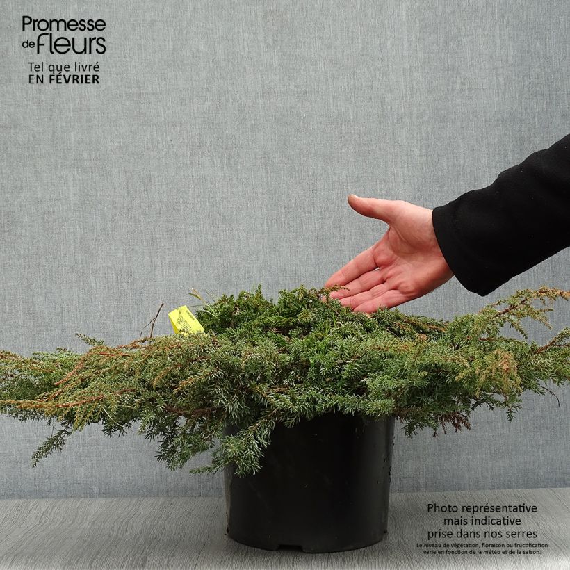 Spécimen de Genévrier commun - Juniperus communis Green Carpet    Pot de 7,5L/10L tel que livré en hiver