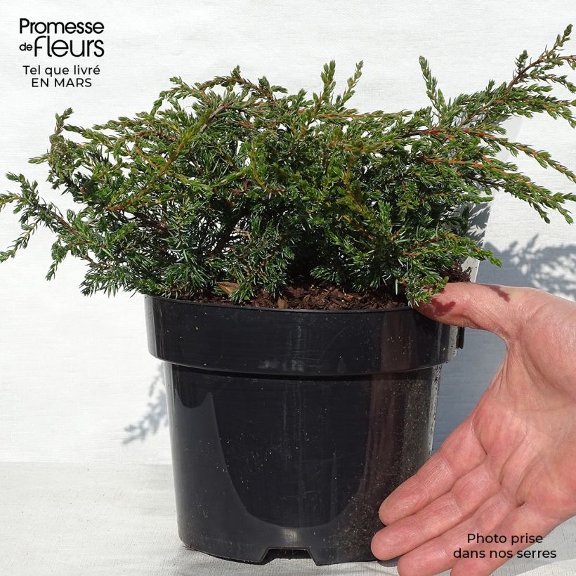Spécimen de Genévrier commun - Juniperus communis Repanda Pot de 2L/3L tel que livré au printemps
