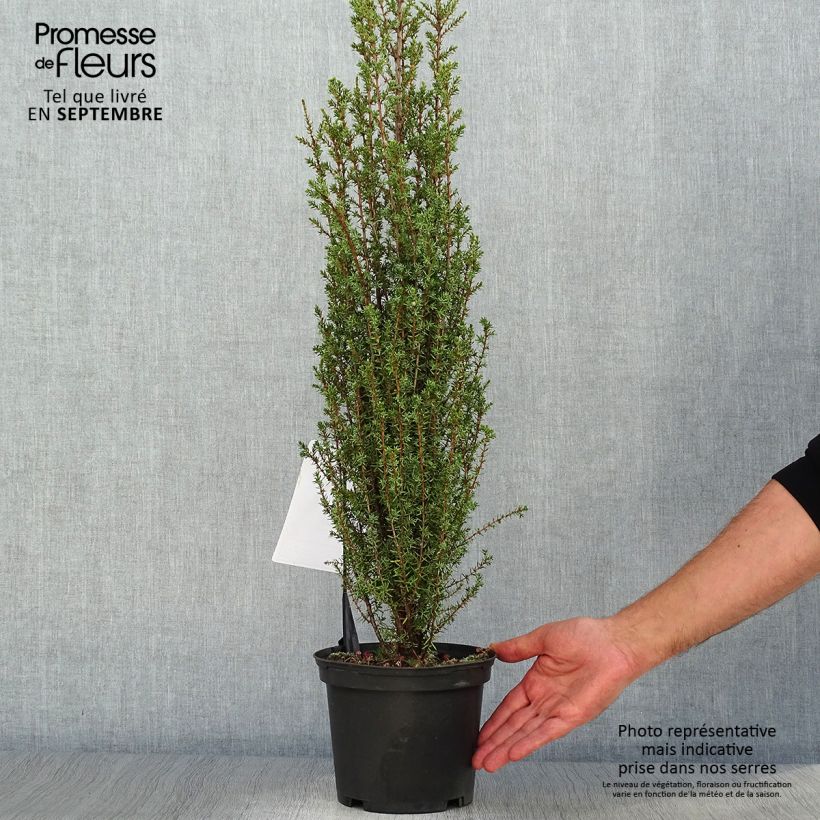 Spécimen de Genévrier commun - Juniperus communis Sentinel Pot de 3L/4L tel que livré en automne