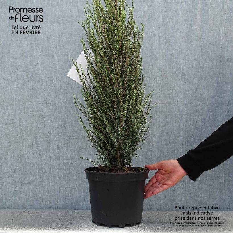 Spécimen de Genévrier commun - Juniperus communis Sentinel Pot de 7,5L/10L tel que livré en automne