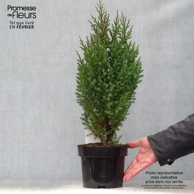 Spécimen de Genévrier de Chine - Juniperus chinensis Stricta Pot de 2L/3L tel que livré en hiver