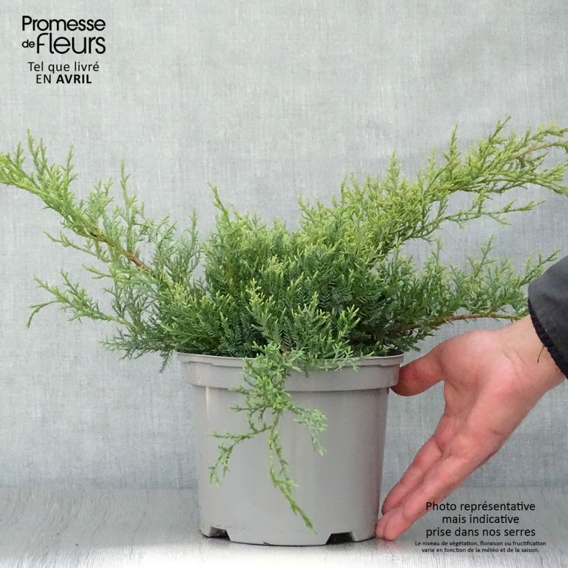 Juniperus Pfitzeriana Glauca 2L/3L pot sample as delivered in spring