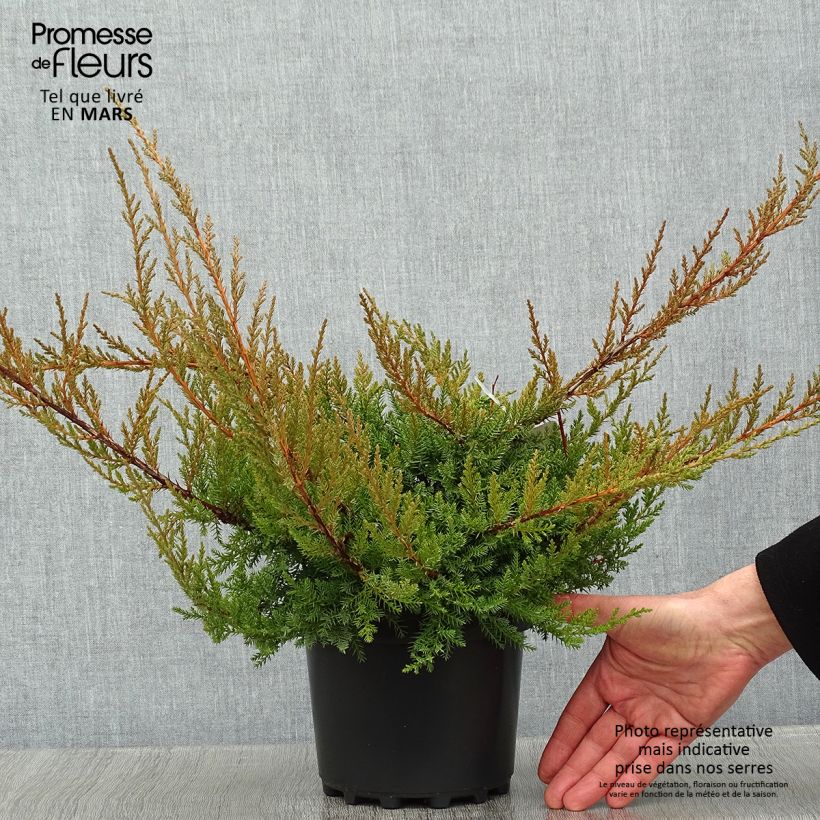 Spécimen de Genévrier de Pfitzer - Juniperus x media Pfitzeriana Pot de 2L/3L tel que livré en hiver