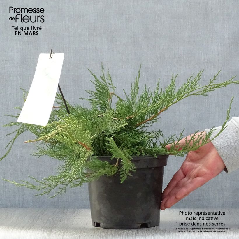 Spécimen de Genévrier de Pfitzer - Juniperus x media Pfitzeriana Pot de 2L/3L tel que livré au printemps