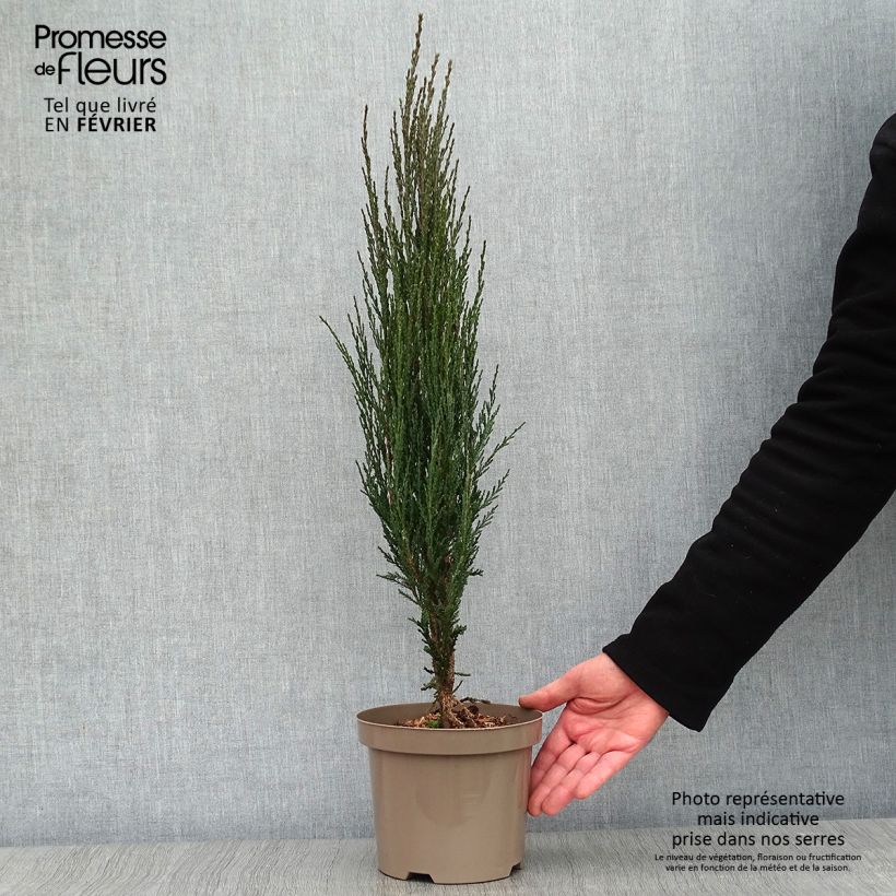 Spécimen de Genévrier de Virginie -Juniperus scopulorum Blue Arrow Pot de 2L/3L tel que livré en hiver
