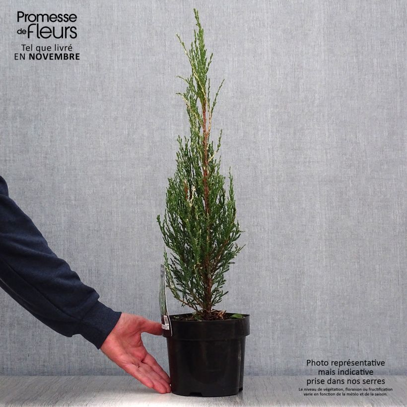 Spécimen de Genévrier de Virginie - Juniperus scopulorum Blue Ivory  Pot de 2L/3L tel que livré en automne