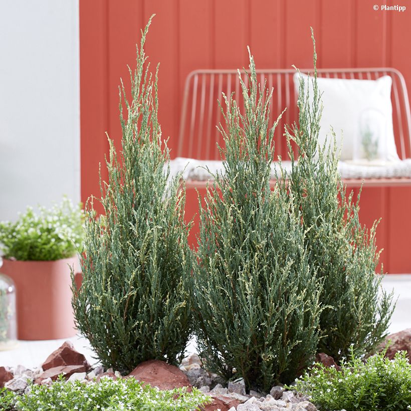 Genévrier de Virginie - Juniperus scopulorum Blue Ivory (Port)