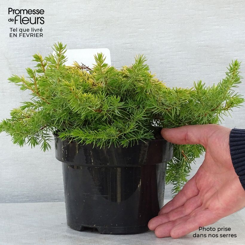 Spécimen de Genévrier des plages - Juniperus conferta All Gold Pot de 2L/3L tel que livré en hiver