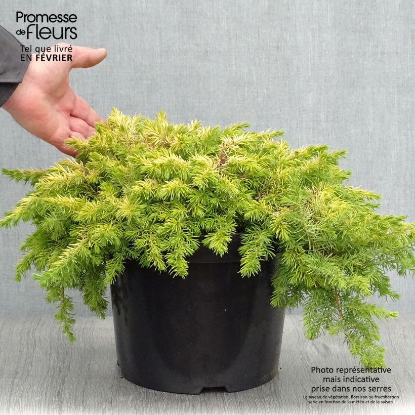 Spécimen de Genévrier des plages - Juniperus conferta All Gold Pot de 7,5L/10L tel que livré en hiver